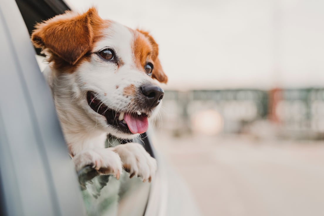 Jack Russell Dog in a Car